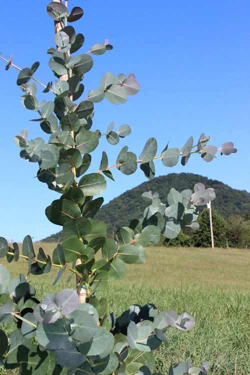 Big O Cold Hardy Eucalyptus Tree (Eucalyptus neglecta) - 1 Gallon Pot Big O Cold Hardy Eucalyptus Tree (Eucalyptus Neglecta) - 1 Gallon Pot -Garden Plants shop Eucalyptus Big O Cold 2 500x750 6