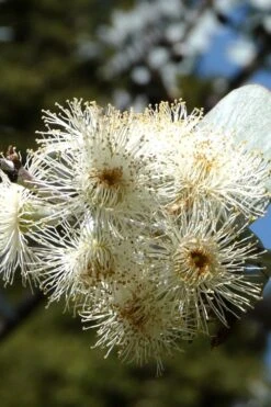 Bluey Cold Hardy Eucalyptus Tree (Eucalyptus Pulverulenta) - 3 Gallon Pot -Garden Plants shop Eucalyptus Bluey 6