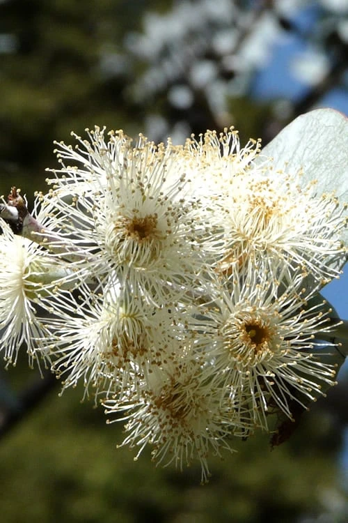 Bluey Cold Hardy Eucalyptus Tree (Eucalyptus pulverulenta) - 5 Gallon Pot Bluey Cold Hardy Eucalyptus Tree (Eucalyptus Pulverulenta) - 5 Gallon Pot -Garden Plants shop Eucalyptus Bluey 6 5