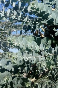 Bluey Cold Hardy Eucalyptus Tree (Eucalyptus Pulverulenta) - 6 Pack Of 1 Gallon Pots -Garden Plants shop Eucalyptus Bluey 8 1
