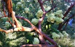 Funky Monkey Cold Hardy Eucalyptus Tree (Eucalyptus Parvula) - 3 Gallon Pot -Garden Plants shop Eucalyptus Funky Monkey Branches