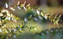 Funky Monkey Cold Hardy Eucalyptus Tree (Eucalyptus Parvula) - 6 Pack Of 1 Gallon Pots -Garden Plants shop Eucalyptus Funky Monkey Leaves 4