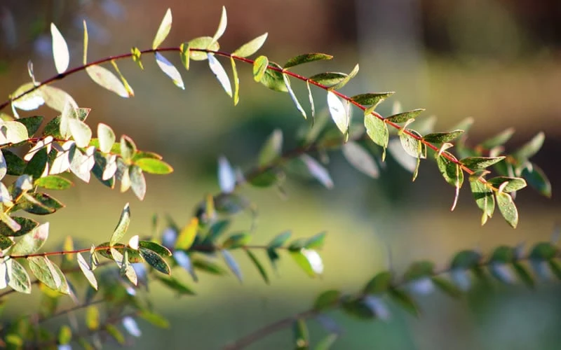 Funky Monkey Cold Hardy Eucalyptus Tree (Eucalyptus parvula) - 2 Gallon Pot Funky Monkey Cold Hardy Eucalyptus Tree (Eucalyptus Parvula) - 2 Gallon Pot -Garden Plants shop Eucalyptus Funky Monkey Leaves 5