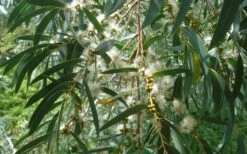 Funky Monkey Cold Hardy Eucalyptus Tree (Eucalyptus Parvula) - 6 Pack Of 1 Gallon Pots -Garden Plants shop Eucalyptus Funky Monkey Leaves Mature 4