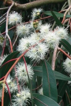 Jersey Girl Cold Hardy Eucalyptus Tree (Eucalyptus Macarthurii) - 1 Gallon Pot -Garden Plants shop Eucalyptus Jersey Girl 1 2