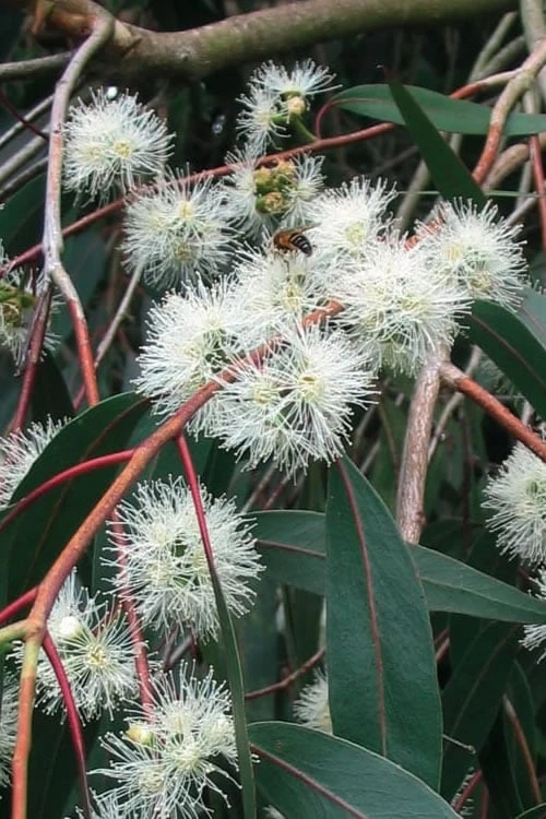 Jersey Girl Cold Hardy Eucalyptus Tree (Eucalyptus macarthurii) - Quart Pot Jersey Girl Cold Hardy Eucalyptus Tree (Eucalyptus Macarthurii) - Quart Pot -Garden Plants shop Eucalyptus Jersey Girl 1 4