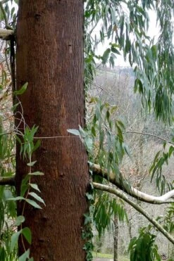 Jersey Girl Cold Hardy Eucalyptus Tree (Eucalyptus Macarthurii) - 3 Gallon Pot -Garden Plants shop Eucalyptus Jersey Girl 2 1