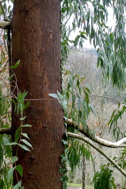 Jersey Girl Cold Hardy Eucalyptus Tree (Eucalyptus macarthurii) - 6 Pack of 1 Gallon Pots Jersey Girl Cold Hardy Eucalyptus Tree (Eucalyptus Macarthurii) - 6 Pack Of 1 Gallon Pots -Garden Plants shop Eucalyptus Jersey Girl 2