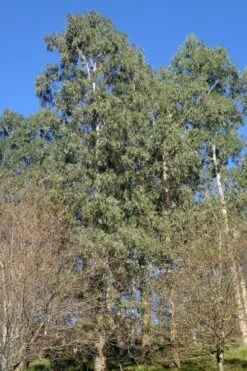 Jersey Girl Cold Hardy Eucalyptus Tree (Eucalyptus Macarthurii) - 3 Gallon Pot -Garden Plants shop Eucalyptus Jersey Girl 3 1