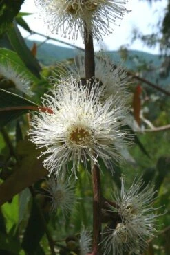 Jersey Girl Cold Hardy Eucalyptus Tree (Eucalyptus Macarthurii) - Quart Pot 5 Jersey Girl Cold Hardy Eucalyptus Tree (Eucalyptus Macarthurii) - Quart Pot -Garden Plants shop Eucalyptus Jersey Girl 4 4
