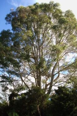 Jersey Girl Cold Hardy Eucalyptus Tree (Eucalyptus Macarthurii) - 6 Pack Of 1 Gallon Pots 4 Jersey Girl Cold Hardy Eucalyptus Tree (Eucalyptus Macarthurii) - 6 Pack Of 1 Gallon Pots -Garden Plants shop Eucalyptus Jersey Girl 6