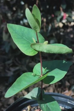 Jersey Girl Cold Hardy Eucalyptus Tree (Eucalyptus Macarthurii) - 3 Quart Pot 6 Jersey Girl Cold Hardy Eucalyptus Tree (Eucalyptus Macarthurii) - 3 Quart Pot -Garden Plants shop Eucalyptus Jersey Girl 7 5