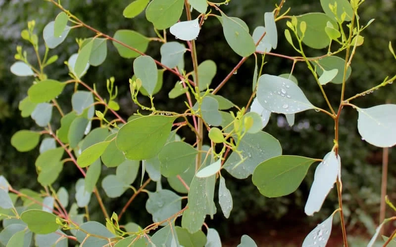 Lucky Country Cold Hardy Eucalyptus Tree (Eucalyptus camphora) - 5 Gallon Pot Lucky Country Cold Hardy Eucalyptus Tree (Eucalyptus Camphora) - 5 Gallon Pot -Garden Plants shop Eucalyptus Lucky Country 1 1