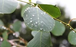 Lucky Country Cold Hardy Eucalyptus Tree (Eucalyptus Camphora) - 3 Gallon Pot 4 Lucky Country Cold Hardy Eucalyptus Tree (Eucalyptus Camphora) - 3 Gallon Pot -Garden Plants shop Eucalyptus Lucky Country 2 3