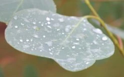 Lucky Country Cold Hardy Eucalyptus Tree (Eucalyptus Camphora) - 3 Gallon Pot 5 Lucky Country Cold Hardy Eucalyptus Tree (Eucalyptus Camphora) - 3 Gallon Pot -Garden Plants shop Eucalyptus Lucky Country 3 3