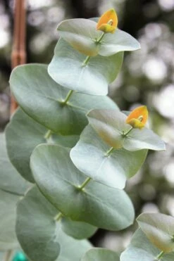Luna Cold Hardy Eucalyptus Tree (Eucalyptus Perriniana) - 3 Quart Pot 2 Luna Cold Hardy Eucalyptus Tree (Eucalyptus Perriniana) - 3 Quart Pot -Garden Plants shop Eucalyptus Luna 1 4