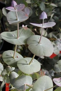 Luna Cold Hardy Eucalyptus Tree (Eucalyptus Perriniana) - Quart Pot 5 Luna Cold Hardy Eucalyptus Tree (Eucalyptus Perriniana) - Quart Pot -Garden Plants shop Eucalyptus Luna 13 1