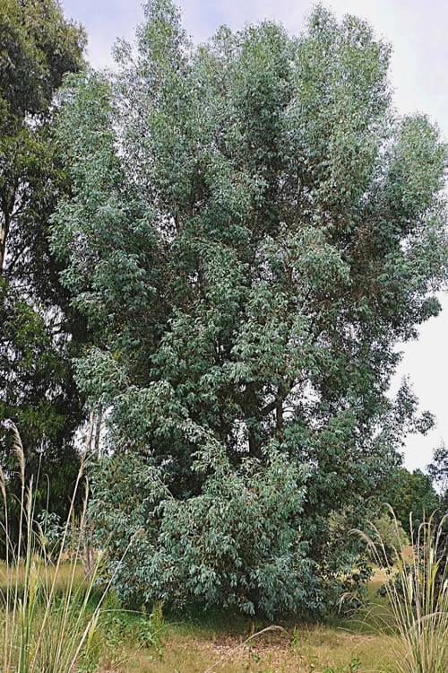 Luna Cold Hardy Eucalyptus Tree (Eucalyptus perriniana) - 3 Quart Pot Luna Cold Hardy Eucalyptus Tree (Eucalyptus Perriniana) - 3 Quart Pot -Garden Plants shop Eucalyptus Luna 5 4