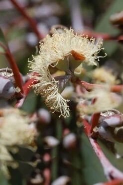 Luna Cold Hardy Eucalyptus Tree (Eucalyptus Perriniana) - 3 Gallon Pot -Garden Plants shop Eucalyptus Luna 6 3