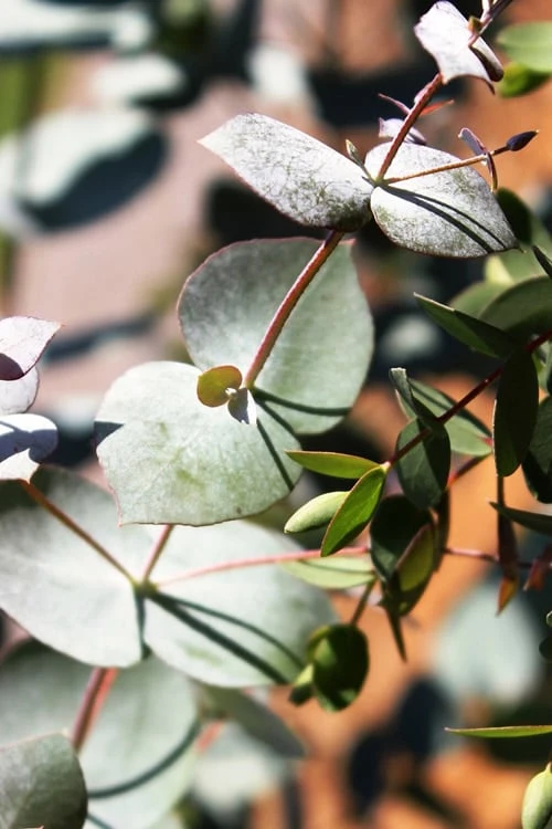 Maggie Cold Hardy Eucalyptus Tree (Eucalyptus nova anglica) - 1 Gallon Pot Maggie Cold Hardy Eucalyptus Tree (Eucalyptus Nova Anglica) - 1 Gallon Pot -Garden Plants shop Eucalyptus Maggie 10 1