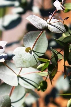 Maggie Cold Hardy Eucalyptus Tree (Eucalyptus Nova Anglica) - Quart Pot 5 Maggie Cold Hardy Eucalyptus Tree (Eucalyptus Nova Anglica) - Quart Pot -Garden Plants shop Eucalyptus Maggie 10