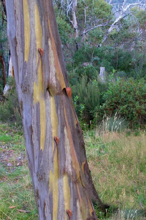 Sheila Cold Hardy Eucalyptus Tree (Eucalyptus stellulata) - Quart Pot Sheila Cold Hardy Eucalyptus Tree (Eucalyptus Stellulata) - Quart Pot -Garden Plants shop Eucalyptus Sheila 10 1