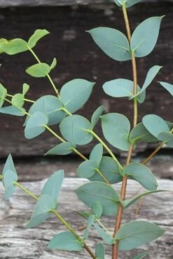 Sheila Cold Hardy Eucalyptus Tree (Eucalyptus Stellulata) - Quart Pot 10 Sheila Cold Hardy Eucalyptus Tree (Eucalyptus Stellulata) - Quart Pot -Garden Plants shop Eucalyptus Sheila 2 1