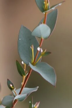 Sheila Cold Hardy Eucalyptus Tree (Eucalyptus Stellulata) - Quart Pot 9 Sheila Cold Hardy Eucalyptus Tree (Eucalyptus Stellulata) - Quart Pot -Garden Plants shop Eucalyptus Sheila 6 1