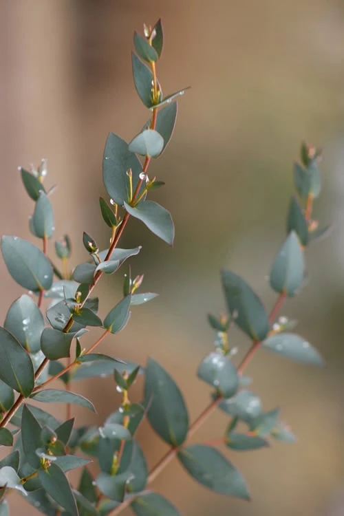 Sheila Cold Hardy Eucalyptus Tree (Eucalyptus stellulata) - Quart Pot Sheila Cold Hardy Eucalyptus Tree (Eucalyptus Stellulata) - Quart Pot -Garden Plants shop Eucalyptus Sheila 7