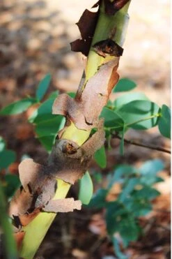 Sheila Cold Hardy Eucalyptus Tree (Eucalyptus Stellulata) - 3 Gallon Pot -Garden Plants shop Eucalyptus Sheila 9 2