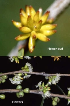 Skinny Minny Hardy Eucalyptus Tree (Eucalyptus Moorei) - 3 Quart Pot -Garden Plants shop Eucalyptus Skinny Minny 1 2