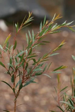 Skinny Minny Hardy Eucalyptus Tree (Eucalyptus Moorei) - 1 Gallon Pot -Garden Plants shop Eucalyptus Skinny Minny 2 5