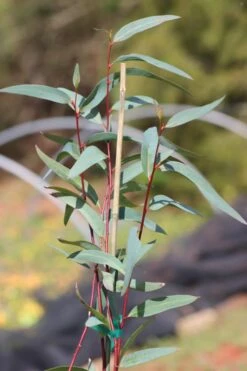 Snow Day Cold Hardy Eucalyptus Tree (Eucalyptus Gregsoniana) - Quart Pot 4 Snow Day Cold Hardy Eucalyptus Tree (Eucalyptus Gregsoniana) - Quart Pot -Garden Plants shop Eucalyptus Snow Day 1