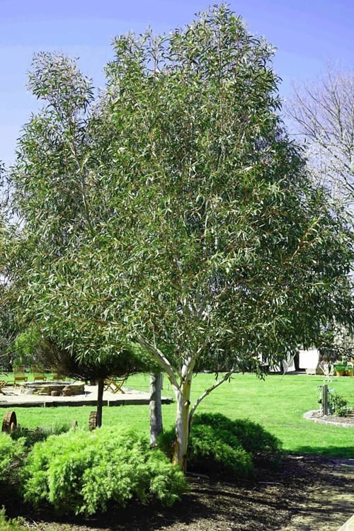 Snow Day Cold Hardy Eucalyptus Tree (Eucalyptus gregsoniana) - 3 Quart Pot Snow Day Cold Hardy Eucalyptus Tree (Eucalyptus Gregsoniana) - 3 Quart Pot -Garden Plants shop Eucalyptus Snow Day 2 3