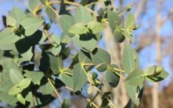Cab Sav Cold Hardy Eucalyptus Tree (Eucalyptus Rubida) - 2 Gallon Pot -Garden Plants shop Eucalyptus Tree Cab Sav Rubida