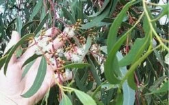 Grace Cold Hardy Eucalyptus Tree (Eucalyptus Elliptica) - 1 Gallon Pot -Garden Plants shop Eucalyptus Tree Grace White Gum Elliptica 1