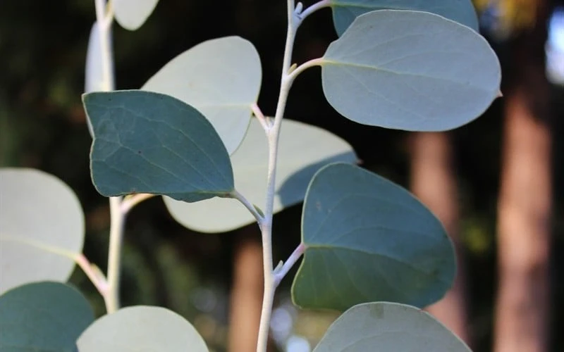 Mappa Tassie Cold Hardy Eucalyptus Tree (Eucalyptus pauciflora) - 2 Gallon Pot Mappa Tassie Cold Hardy Eucalyptus Tree (Eucalyptus Pauciflora) - 2 Gallon Pot -Garden Plants shop Eucalyptus Tree Mappa Tassie Pauciflora Snow Gum 2