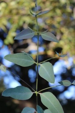 Grace Cold Hardy Eucalyptus Tree (Eucalyptus Elliptica) - 1 Gallon Pot -Garden Plants shop Eucalytptus Grace BS 1