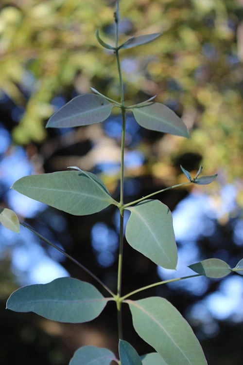 Grace Cold Hardy Eucalyptus Tree (Eucalyptus elliptica) - Quart Pot Grace Cold Hardy Eucalyptus Tree (Eucalyptus Elliptica) - Quart Pot -Garden Plants shop Eucalytptus Grace BS