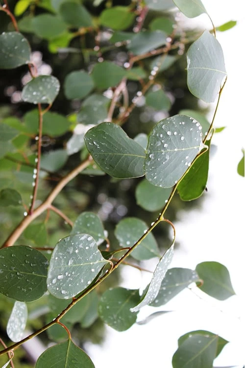 Lucky Country Cold Hardy Eucalyptus Tree (Eucalyptus camphora) - 5 Gallon Pot Lucky Country Cold Hardy Eucalyptus Tree (Eucalyptus Camphora) - 5 Gallon Pot -Garden Plants shop Eucalytptus Lucky Country BS 1