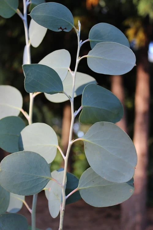 Mappa Tassie Cold Hardy Eucalyptus Tree (Eucalyptus pauciflora) - 3 Gallon Pot Mappa Tassie Cold Hardy Eucalyptus Tree (Eucalyptus Pauciflora) - 3 Gallon Pot -Garden Plants shop Eucalytptus Mappa Tassie BS 4