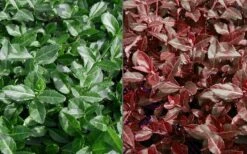 Purple Wintercreeper (Euonymus Fortunei 'Coloratus') - 6 Pack Of Pint Pots -Garden Plants shop Euonymus Coloratus Purple Winter Creeper 50 1