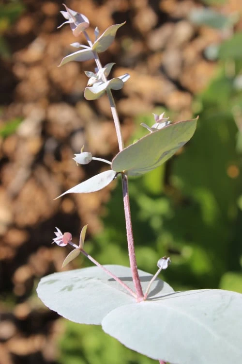 Maggie Cold Hardy Eucalyptus Tree (Eucalyptus nova anglica) - Quart Pot Maggie Cold Hardy Eucalyptus Tree (Eucalyptus Nova Anglica) - Quart Pot -Garden Plants shop Eusalyptus Maggie 1 500x750 1