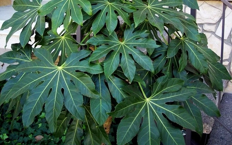 Fatsia Japonica - Japanese Aralia - Glossy Paper Plant - 3 Gallon Pot Fatsia Japonica - Japanese Aralia - Glossy Paper Plant - 3 Gallon Pot -Garden Plants shop Fatsia Japanese Aralia 1 3