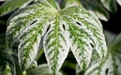 Spider's Web Fatsia - Japanese Aralia Paper Plant - 5 Gallon Pot -Garden Plants shop Fatsia Spider Web close Up 2