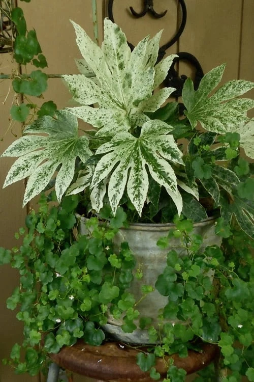 Spider's Web Fatsia - Japanese Aralia Paper Plant - 1 Gallon Pot Spider's Web Fatsia - Japanese Aralia Paper Plant - 1 Gallon Pot -Garden Plants shop Fatsia Spiders Web 21 3