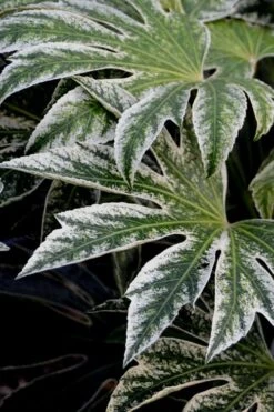 Spider's Web Fatsia - Japanese Aralia Paper Plant - 2 Gallon Pot 4 Spider's Web Fatsia - Japanese Aralia Paper Plant - 2 Gallon Pot -Garden Plants shop Fatsia Spiders Web 24
