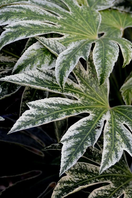 Spider's Web Fatsia - Japanese Aralia Paper Plant - 1 Gallon Pot Spider's Web Fatsia - Japanese Aralia Paper Plant - 1 Gallon Pot -Garden Plants shop Fatsia Spiders Web 24 3