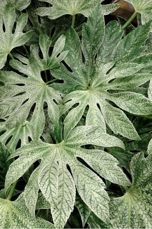 Spider's Web Fatsia - Japanese Aralia Paper Plant - 2 Gallon Pot Spider's Web Fatsia - Japanese Aralia Paper Plant - 2 Gallon Pot -Garden Plants shop Fatsia Spiders Web 33
