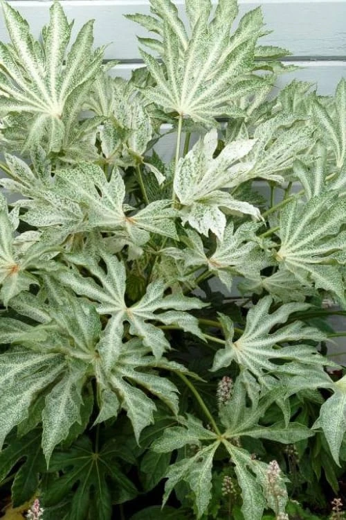 Spider's Web Fatsia - Japanese Aralia Paper Plant - 2 Gallon Pot Spider's Web Fatsia - Japanese Aralia Paper Plant - 2 Gallon Pot -Garden Plants shop Fatsia Spiders Web 500x750 1